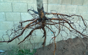 Bare Root Tree