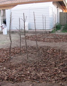 Recently Planted Fruit Trees 