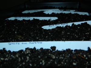 B Seed Starting Trays