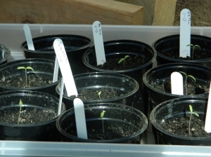B Seedlings